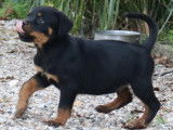 Chiots Rottweilers LOF à Réserver