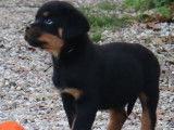 Chiots Rottweilers LOF à Réserver