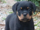 Chiots Rottweilers LOF à Réserver