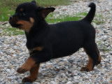 Chiots Rottweilers LOF à Réserver