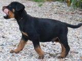 Chiots Rottweilers LOF à Réserver
