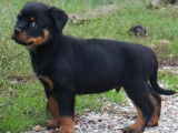 Chiots Rottweilers LOF à Réserver