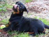 Chiots Rottweilers LOF à Réserver