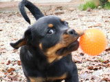 Chiots Rottweilers LOF à Réserver