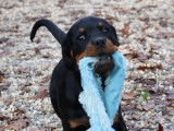 Chiots Rottweilers LOF à Réserver