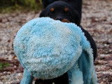 Chiots Rottweilers LOF à Réserver