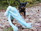 Chiots Rottweilers LOF à Réserver
