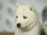 À réserver un chiot mâle Husky Sibérien LOF