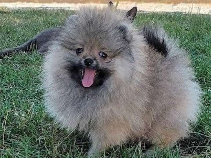 2 chiots Spitz Nains Poméraniens disponibles à la vente (LOF)