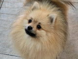 1  Spitz petit disponible à la vente (LOF) confirmé