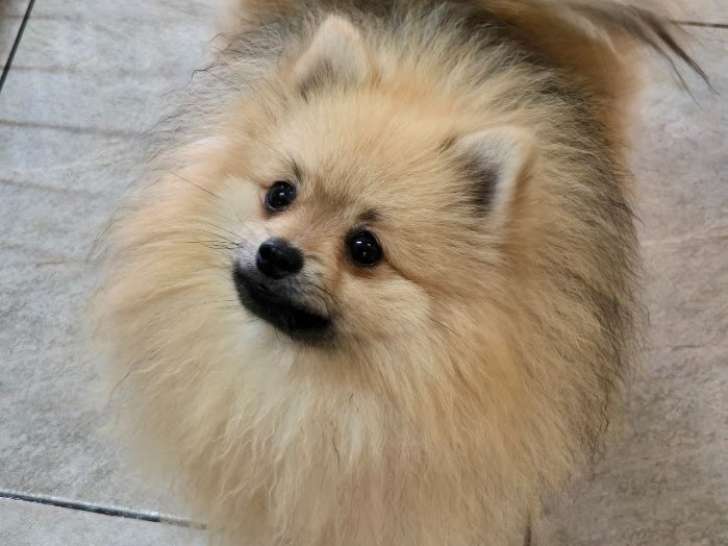 1  Spitz petit disponible à la vente (LOF) confirmé