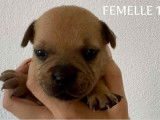 À réserver 5 chiots Staffordshire Bull Terriers LOF