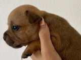 À réserver 5 chiots Staffordshire Bull Terriers LOF