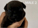 À réserver 5 chiots Staffordshire Bull Terriers LOF