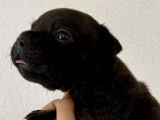 À réserver 5 chiots Staffordshire Bull Terriers LOF