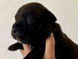À réserver 5 chiots Staffordshire Bull Terriers LOF