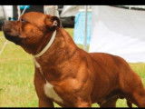 À réserver 5 chiots Staffordshire Bull Terriers LOF