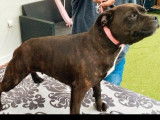 À réserver 5 chiots Staffordshire Bull Terriers LOF