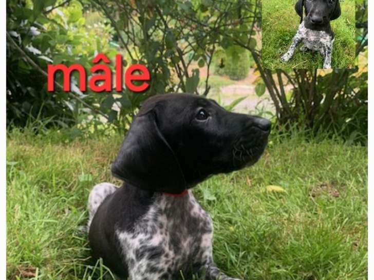 Des chiots mâles Braques Allemands LOF disponibles à l’achat