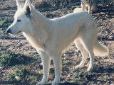 Chiot Berger Blanc Suisse LOF disponibles à la vente