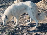 Chiot Berger Blanc Suisse LOF disponibles à la vente