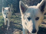 Chiot Berger Blanc Suisse LOF disponibles à la vente