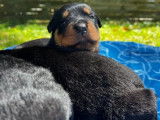 8 chiots Rottweilers LOF à réserver