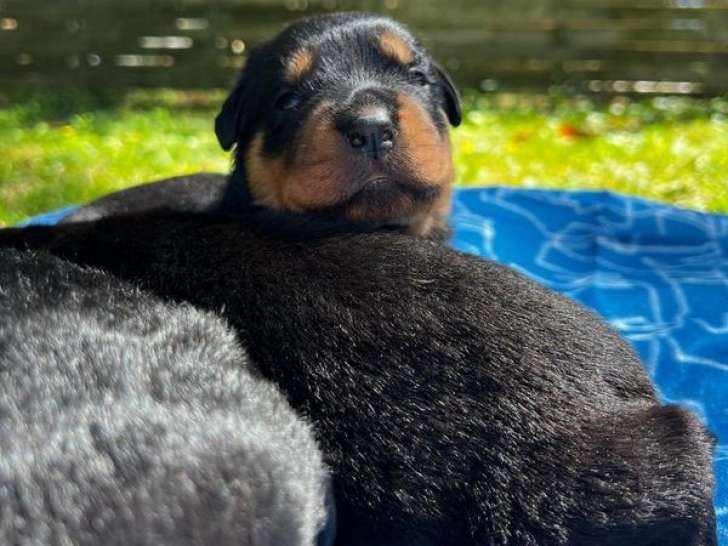 8 chiots Rottweilers LOF à réserver