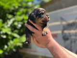 8 chiots Rottweilers LOF à réserver