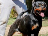8 chiots Rottweilers LOF à réserver