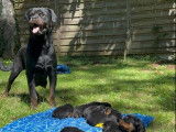 8 chiots Rottweilers LOF à réserver