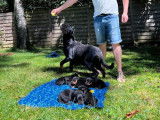 8 chiots Rottweilers LOF à réserver