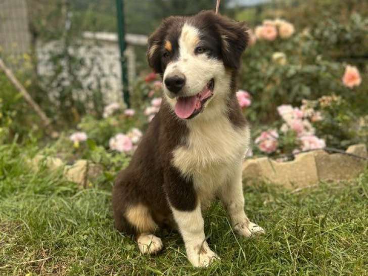 3 chiots Bergers Australiens disponibles à l’achat (LOF)