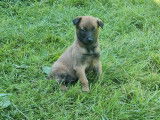 Disponibles à l’achat 7 chiots Bergers Belges Malinois LOF