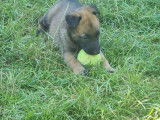 Disponibles à l’achat 7 chiots Bergers Belges Malinois LOF