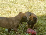 Disponibles à l’achat 7 chiots Bergers Belges Malinois LOF
