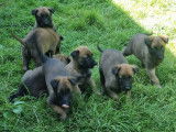 Disponibles à l’achat 7 chiots Bergers Belges Malinois LOF