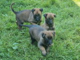 Disponibles à l’achat 7 chiots Bergers Belges Malinois LOF