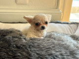 Un chiot Chihuahua mâle LOF à vendre
