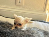 Un chiot Chihuahua mâle LOF à vendre