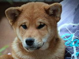 Disponibles à l’achat 2 chiots Shiba Inu LOF