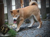 Disponibles à l’achat 2 chiots Shiba Inu LOF