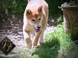 Disponibles à l’achat 2 chiots Shiba Inu LOF