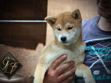 Disponibles à l’achat 2 chiots Shiba Inu LOF