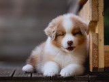 7 chiots Bergers Australiens à acheter (LOF)