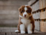 7 chiots Bergers Australiens à acheter (LOF)