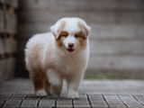 7 chiots Bergers Australiens à acheter (LOF)