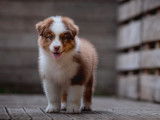 7 chiots Bergers Australiens à acheter (LOF)