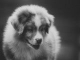 7 chiots Bergers Australiens à acheter (LOF)