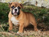 3 chiots Bulldogs Anglais disponibles à l’achat (LOF)